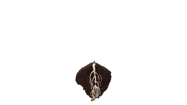 seed